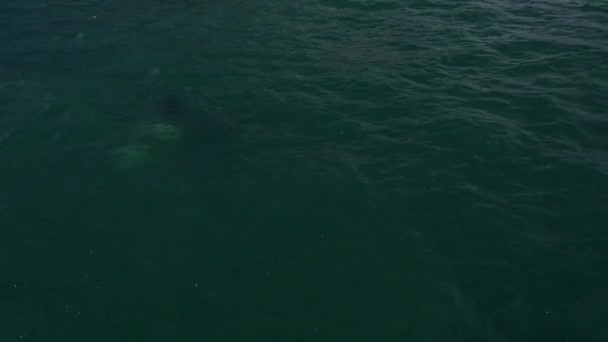 Εναέρια κοντινή λήψη της pop-up φάλαινας δολοφόνος και ακτή με βουνά. Καμτσάτκα — Αρχείο Βίντεο
