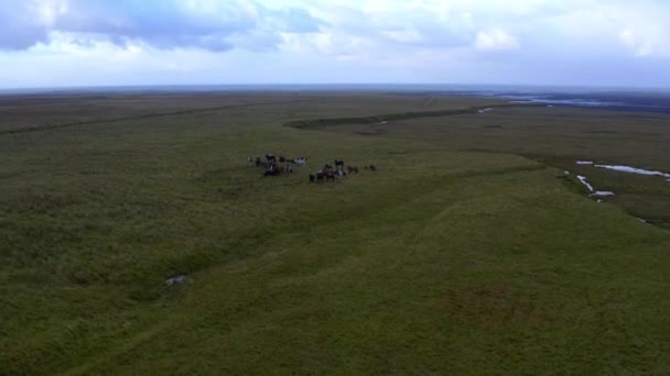 Aerial view of field and meadow with herd of horses in Iceland — Stock Video