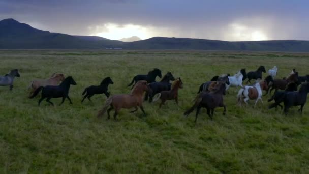 Vue aérienne au ralenti d'un troupeau de chevaux galopants dans un champ Islande — Video