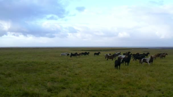 Vista aerea al rallentatore dei cavalli al pascolo nel campo Islanda — Video Stock