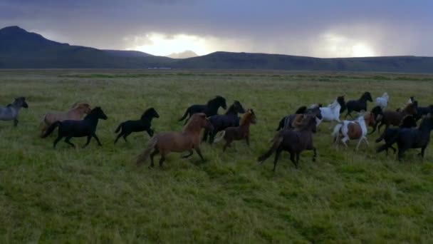 Vista aérea en cámara lenta del rebaño galopante de caballos en el campo Islandia — Vídeo de stock