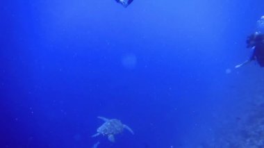 2 dalgıç, Maldivler 'deki mercan resiflerinin dibinde kaplumbağa resmi çekiyor.