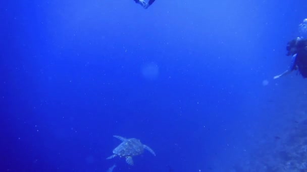 2 divers take a picture of turtle near bottom rocks of coral reef, Maldives — Stock Video