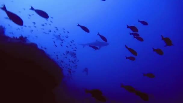 Silhuett av flock fisk och skärva på botten av havet. Maldiverna Stockfilm