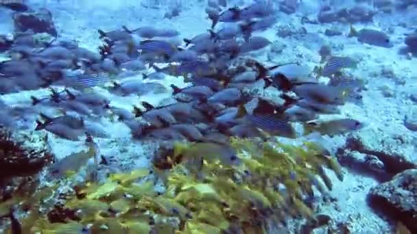 Group of different types of fishes swim near rocks on bottom of sea, Maldives — Stock Video