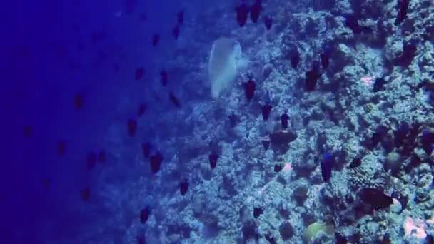 Grå fiskar simmar mot en flock svarta fiskar i korallrevet. Maldiverna Stockvideo