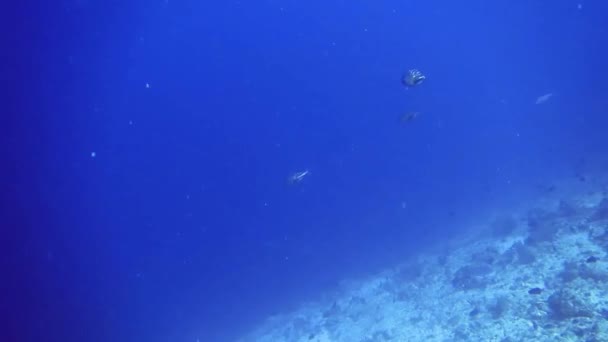 Podwodny widok na dno rafy koralowej z rybami, Malediwy — Wideo stockowe