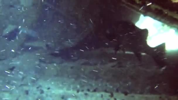 Peixes negros nadam em naufrágios, Maldivas — Vídeo de Stock