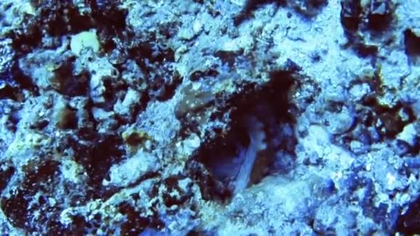 바위 속에 숨어 있는 문어, 몰디브의 촉수와 눈 만보인다 로열티 프리 스톡 푸티지