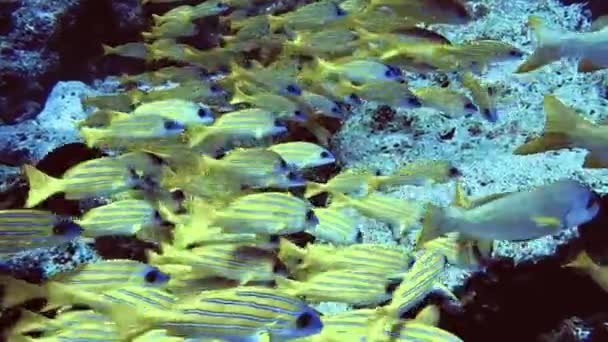 Kawanan ikan bergaris putih kuning dekat batu di bawah laut, Maladewa — Stok Video