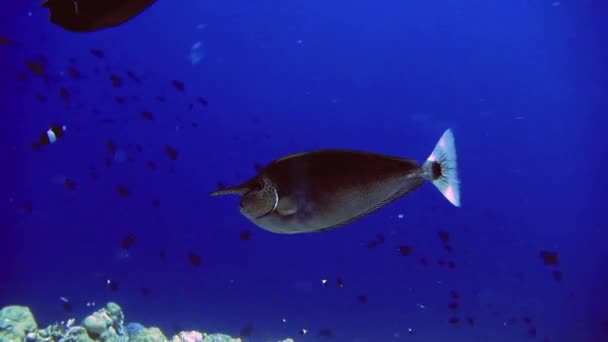 Schwarze Fische mit Nase schwimmen in der Nähe von Korallenriffen auf den Malediven — Stockvideo