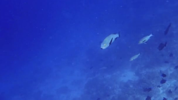 Peces de ojo amarillo plateado con aleta negra nadan cerca del fondo del mar, Maldivas — Vídeo de stock