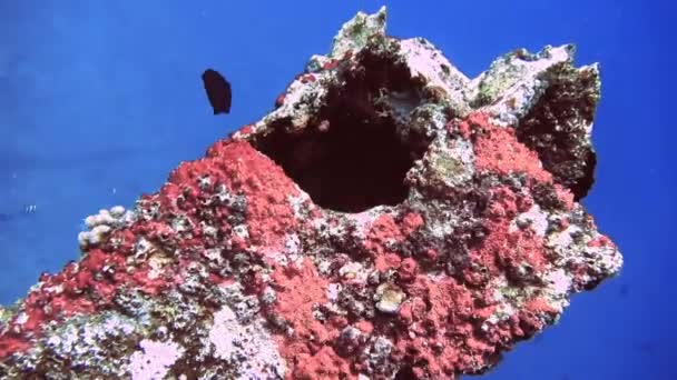 Blau und gelb gesäumte Fische schwimmen in Schiffswrack auf dem Meeresgrund der Malediven — Stockvideo