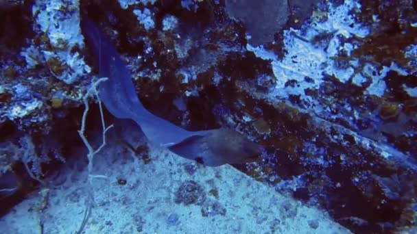 Moorea hide in shipwreck on bottom of sea, Maldives — Stock Video