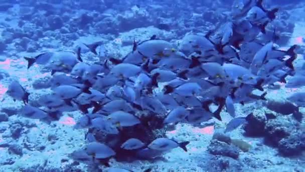 Stado srebra i żółtej ryby na dnie morza, Malediwy — Wideo stockowe
