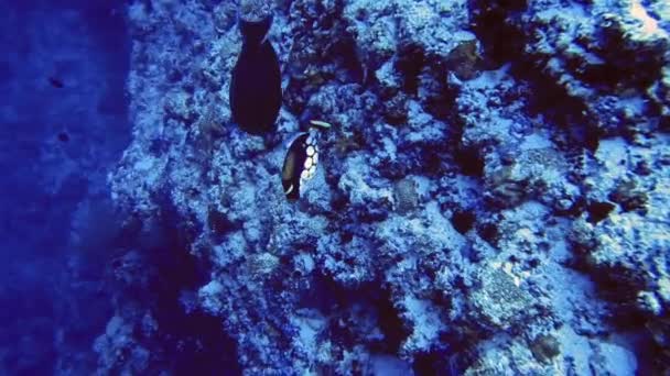 Ikan hitam berbintik putih kesepian berenang di dekat batu di dasar laut, Maladewa — Stok Video