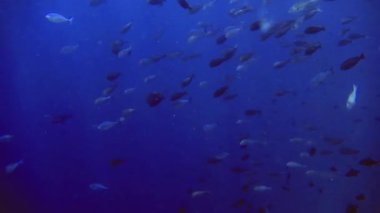 Farklı siyah, gümüş, beyaz, mavi balık sürüleri denizin dibinde yüzer, Maldivler 