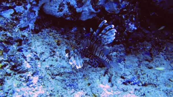 Ikan beracun di batu di dasar laut, Maladewa — Stok Video