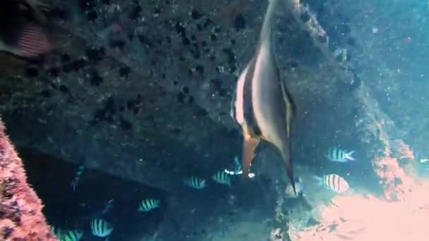 Podwodny krajobraz morski wraku ze stadem ryb — Wideo stockowe