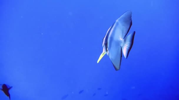 Unterwasserblick von Zebrafischen, die in der Nähe von Korallenriffen auf den Malediven schwimmen — Stockvideo