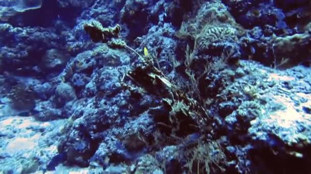 Kék és fekete halak úszkálnak a sziklák közelében korallokkal — Stock videók
