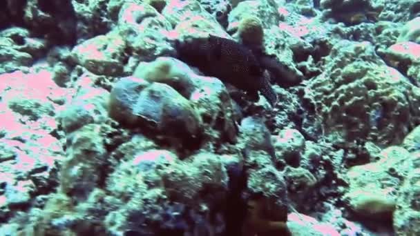 Czarna ryba płynie między skałami i koralowcami rafy. Malediwy — Wideo stockowe