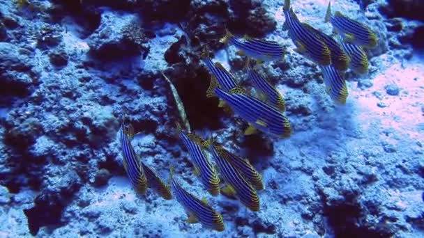 Rebanho de peixes horizontais com barbatana amarela no fundo do mar, Maldivas — Vídeo de Stock