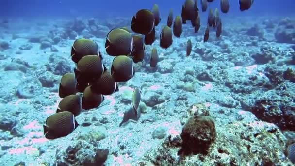 Стадо желто-черных рыб плавает на дне моря, Мальдивы — стоковое видео