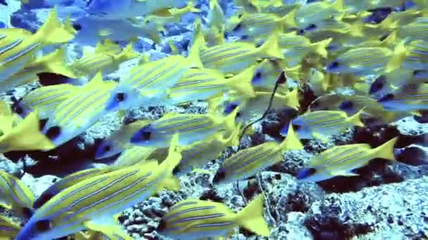 Schwarm gelber Fische mit weißer Linienführung in der Nähe von Felsen auf dem Meeresgrund, Malediven — Stockvideo