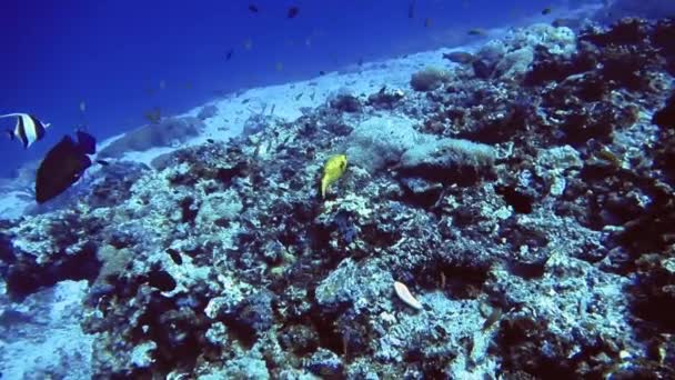 Pequeños peces amarillos nadan cerca de los arrecifes de coral del mar, Maldivas — Vídeo de stock
