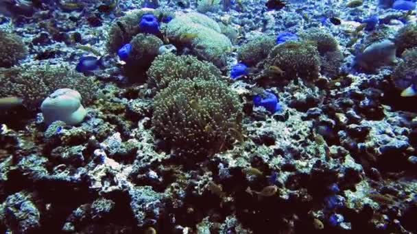Pemandangan bawah air dari kelompok ikan di dasar laut, Maladewa — Stok Video