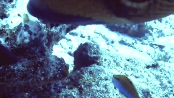 Zusätzliche Nahsicht, wenn Fische und Beute im Felsen des Korallenriffs auf den Malediven fressen — Stockvideo