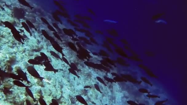 Stado różnych ryb pływa w pobliżu dna morza, Malediwy — Wideo stockowe