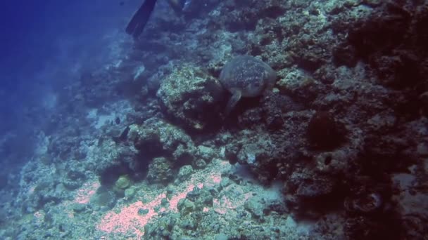 거북 이 산호초에 숨어 있고 잠수부가 거북을 쓰다듬고 있는 수중 풍경 — 비디오