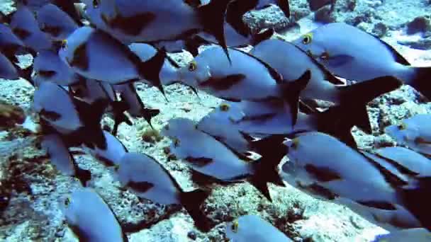 Kudde zilverkleurige vissen zwemmen in de buurt van rots van de bodem op Malediven — Stockvideo