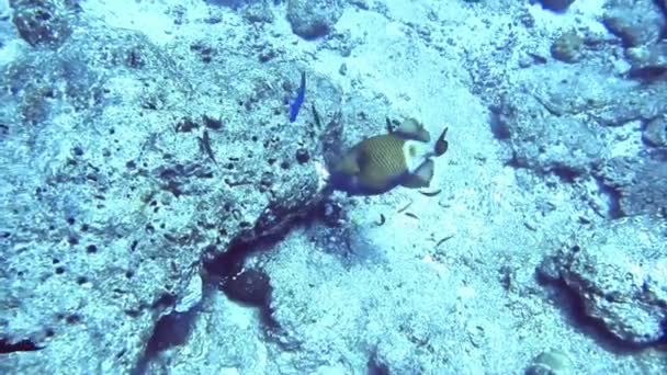 Peces encuentran y comen presas en roca de arrecife de coral, Maldivas — Vídeo de stock