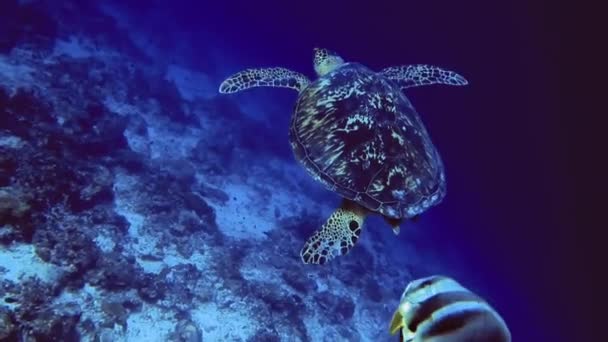 Maldivler 'deki mercan resifindeki kaplumbağa ve solmuş zebra balıklarının sualtı fotoğrafı. — Stok video