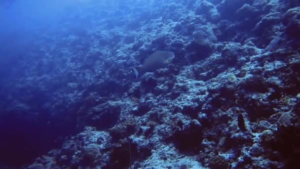 Ikan hitam dekat bagian bawah terumbu karang, Maladewa — Stok Video