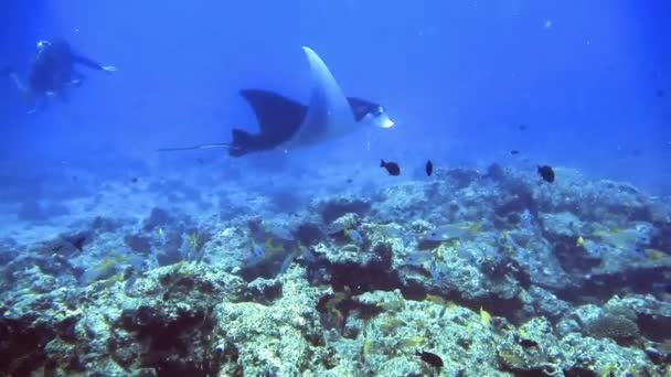 Подводная рама косы на дне моря, Мальдивы — стоковое видео