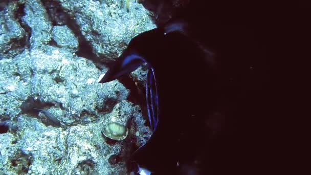 Moldura subaquática de scat no fundo do mar, Maldivas — Vídeo de Stock