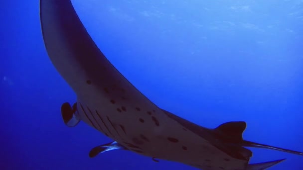 Undervattensram av scat på botten av havet, Maldiverna Stockfilm