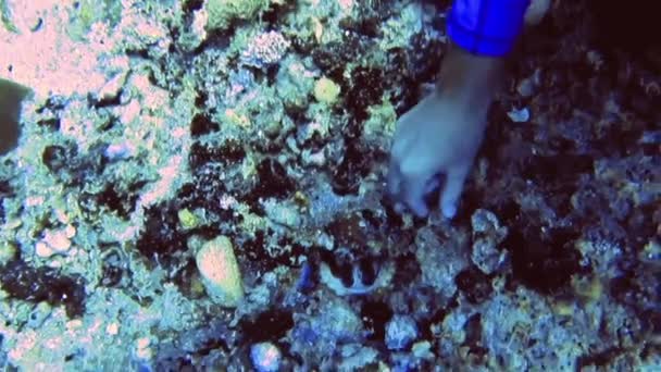 Krake im Korallenriff auf dem Meeresgrund der Malediven — Stockvideo