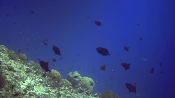 Undervattensutsikt över flocken av fiskar simmar nära korallrevet. Maldiverna Royaltyfri Stockfilm