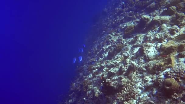 수중에서 산호초와 물고기의 초목들을 가까이 서 볼 수있습니다. 몰디브 로열티 프리 스톡 비디오