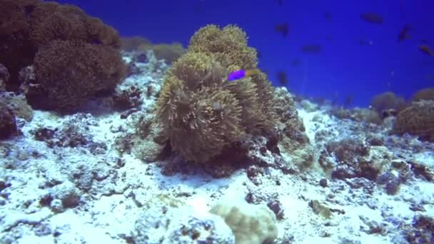 Vista de cerca de coral con peces púrpura y cualquier otro pez diferente. Maldivas — Vídeo de stock