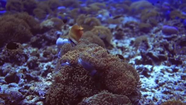 Paisagem marinha submarina com vegetação de recife de coral e moradores locais. Maldivas — Vídeo de Stock