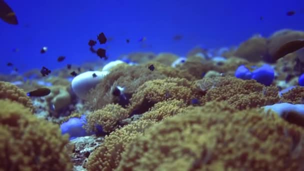 Sobrevuelan la vegetación del arrecife de coral y sus residentes. Maldivas — Vídeo de stock