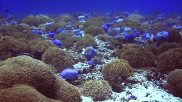 Underwater walk on coral reef and introduction with residents. Maldives — Stock Video