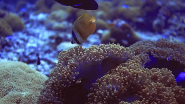 Primo piano paesaggio marino di pesci d'oro vicino ai coralli gialli sulla barriera corallina. Maldive — Video Stock