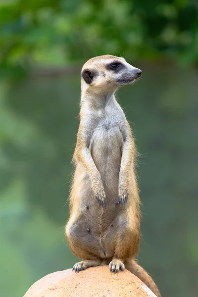 Meerkat. — Fotografia de Stock